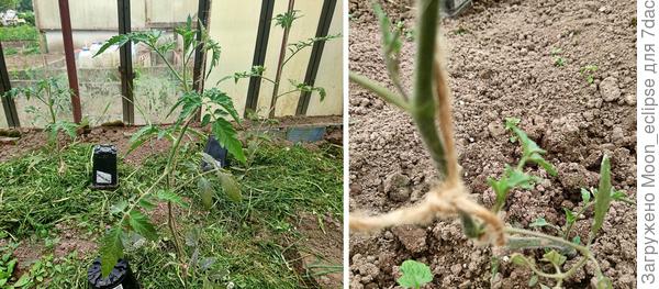 томат Арапчонок