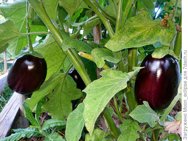 баклажан Мулат