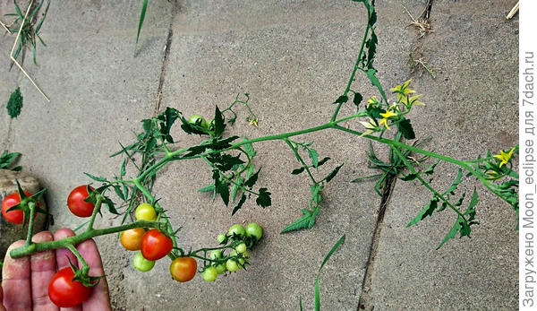 томат Арапчонок