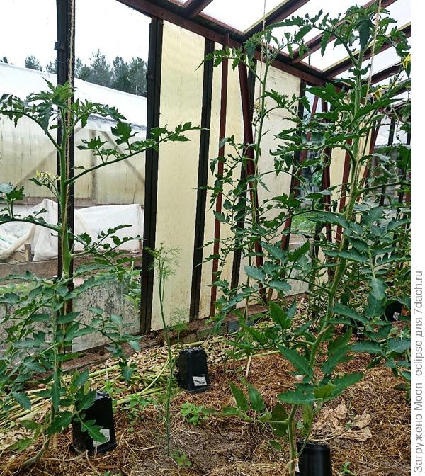 томат Арапчонок