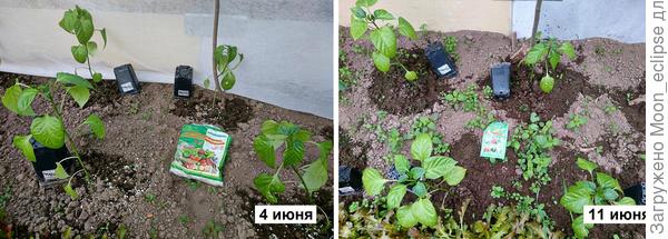 перцы Европеец и Рыжик