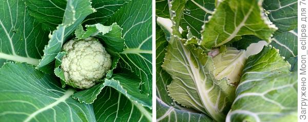 капуста цветная Лапландия