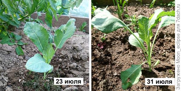 капуста цветная Лапландия