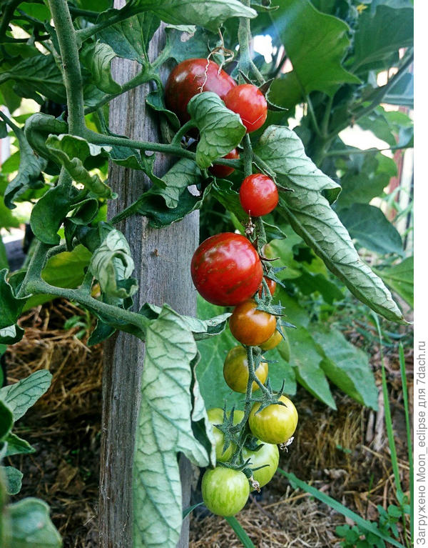 томат арапчонок