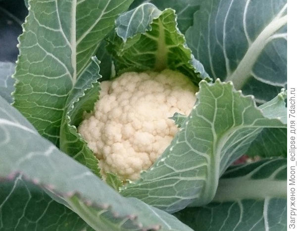 цветная капуста Лапландия