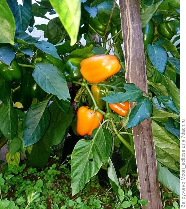 перец рыжик