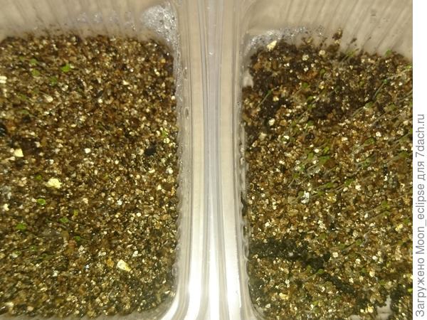 плошку с белой петуньей чуть не уронила, но все равно взоши