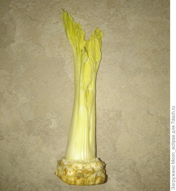 Сельдерей из магазина, а вернее его остатки