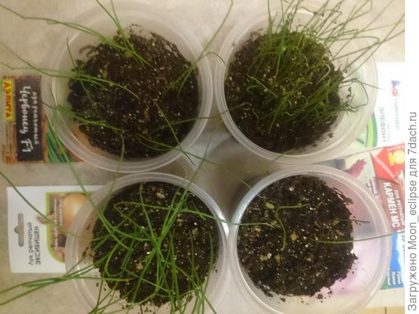 лук перед стрижкой