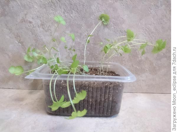 черешковый сельдерей Жених