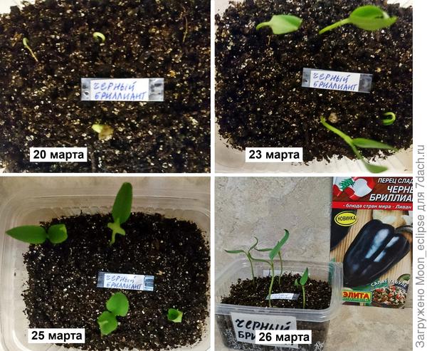 Аэлита сладкий перец Черный бриллиант