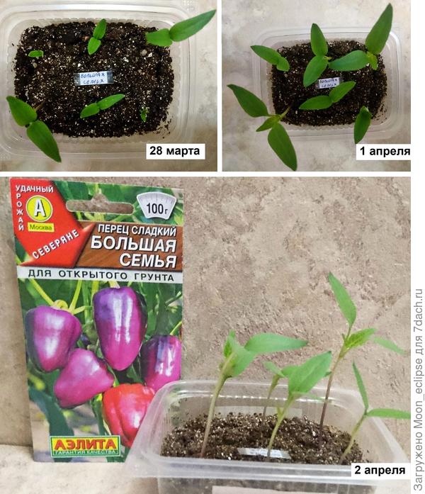Аэлита сладкий перец Большая семья
