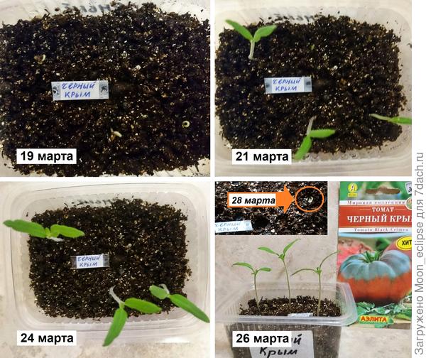 Всходы томата Черный Крым