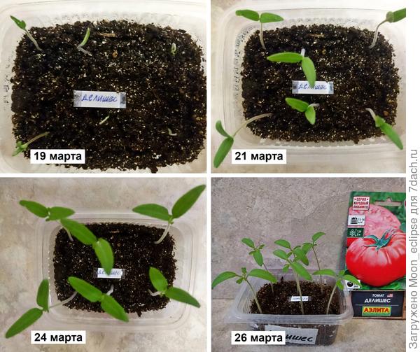 Всходы томата Делишес