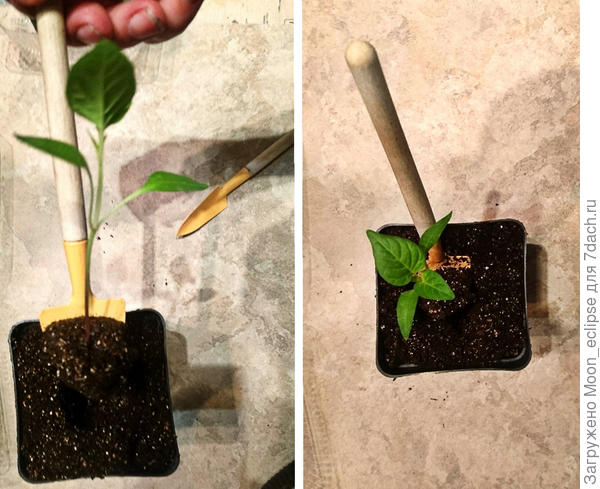 сладкие перцы от Аэлиты