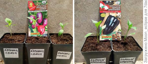 Сладкие перцы Большая семья и Черный бриллиант