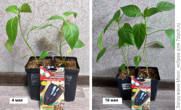 Сладкие перцы Черный бриллиант