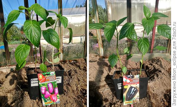 Сладкие перцы Большая семья и Черный бриллиант