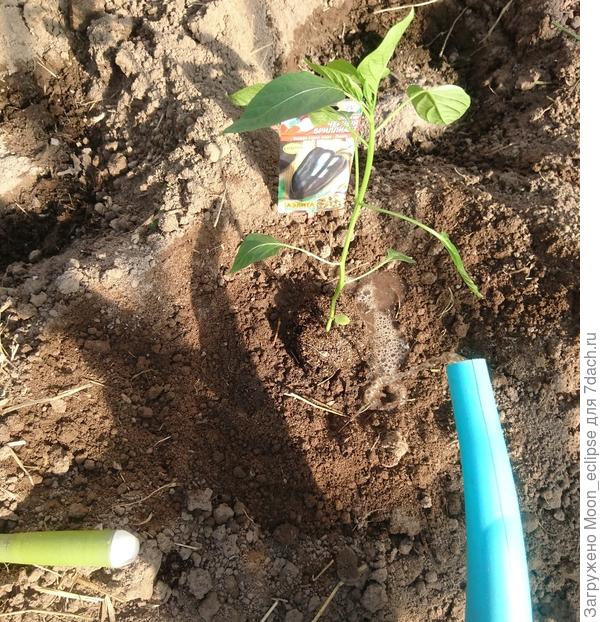 высадка перцев в теплицу