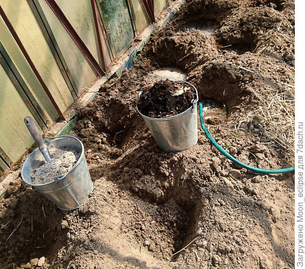 высадка перцев в теплицу