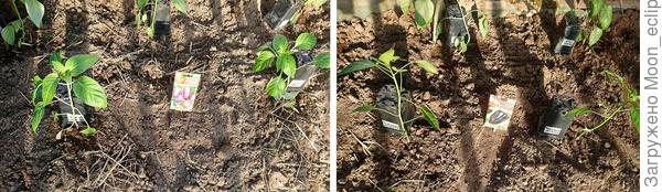 Сладкие перцы Большая семья и Черный бриллиант