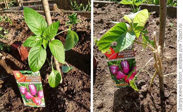 сладкий перец Большая семья