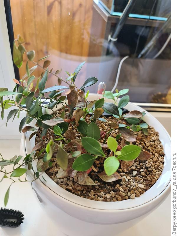 Как называются эти цветы?