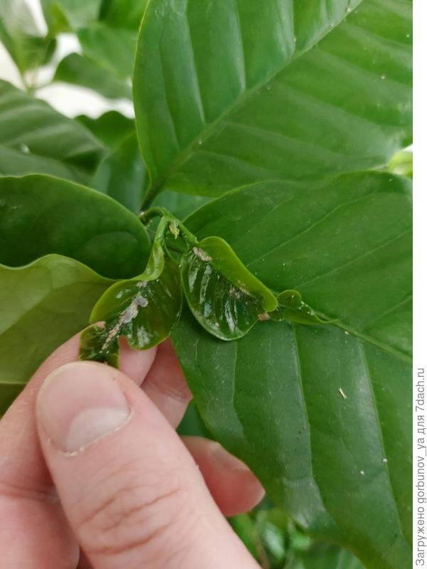 Налёт на кофе