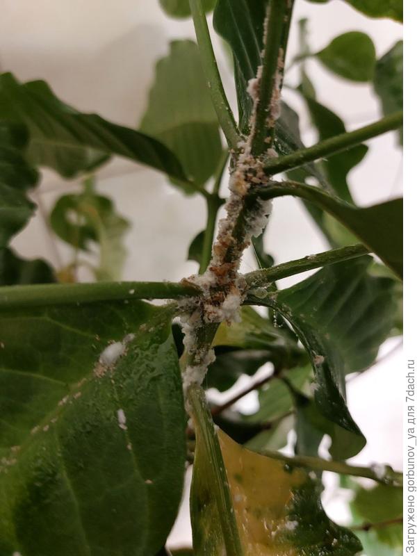 Налёт на кофе