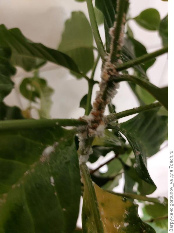 Налёт на кофе