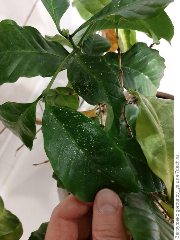 Налёт на кофе