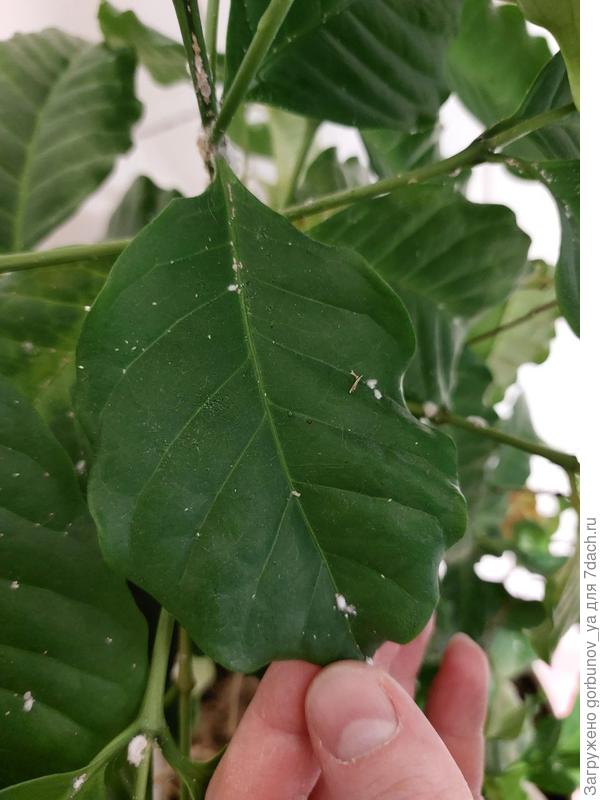 Налёт на кофе