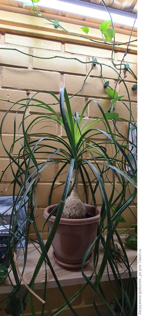 Подскажите, пожалуйста, что за растение на фото?