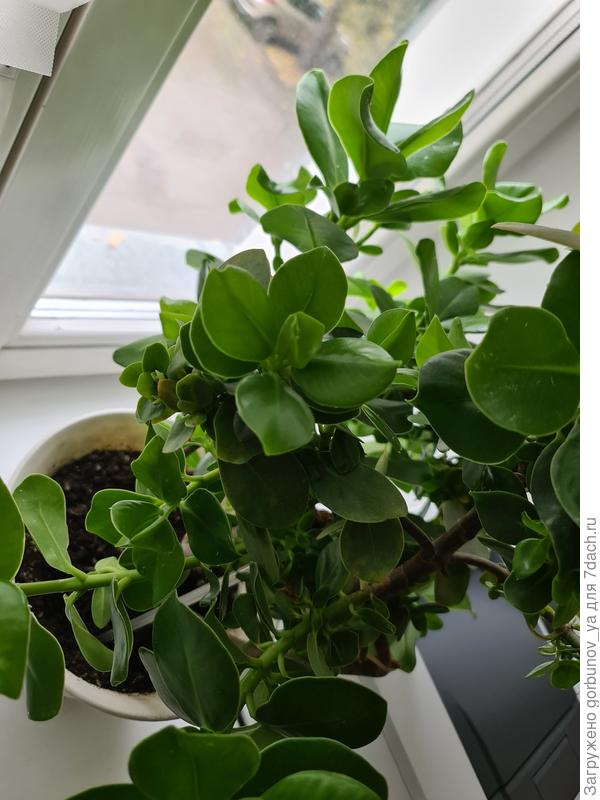 Что это за растение?