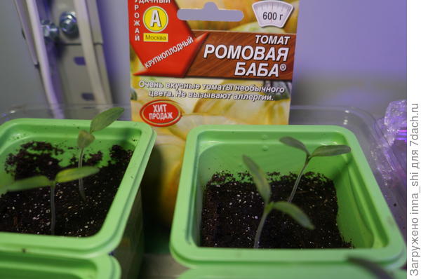 Поросли и окрепли