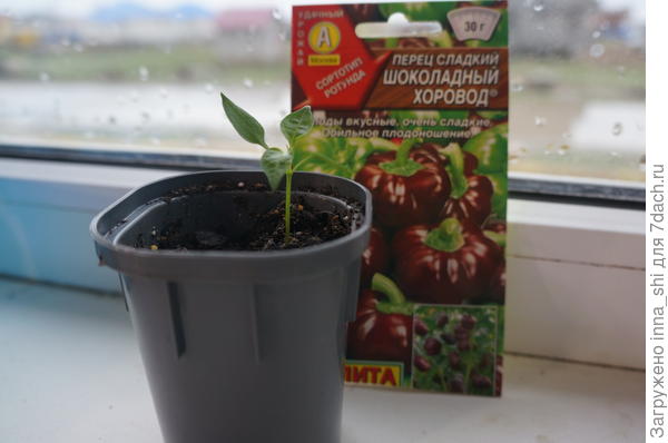 Мой первенец смотрит на дождливый день