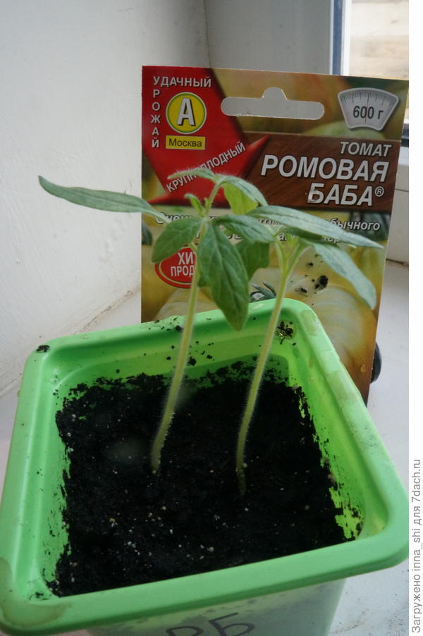 Вот они какие, маленькие ромовые девчонки!
