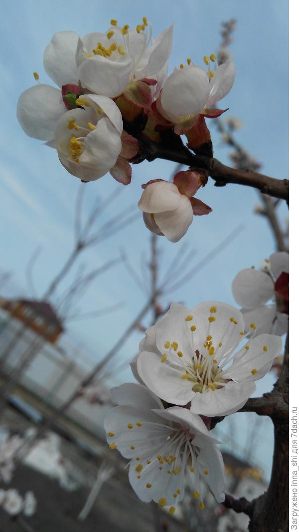 Это просто чудо!