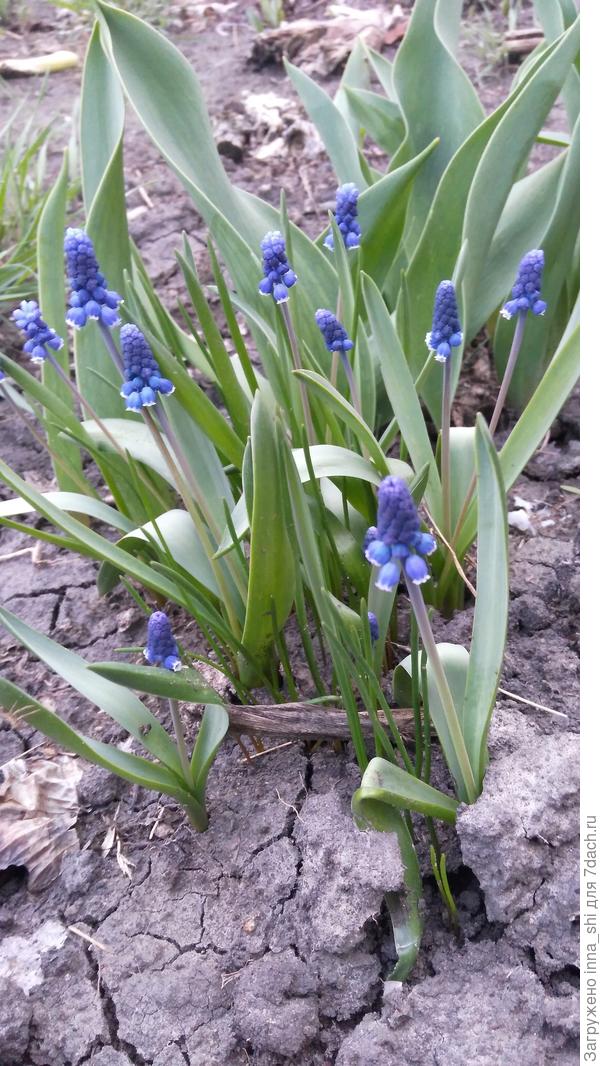 Мои мускари