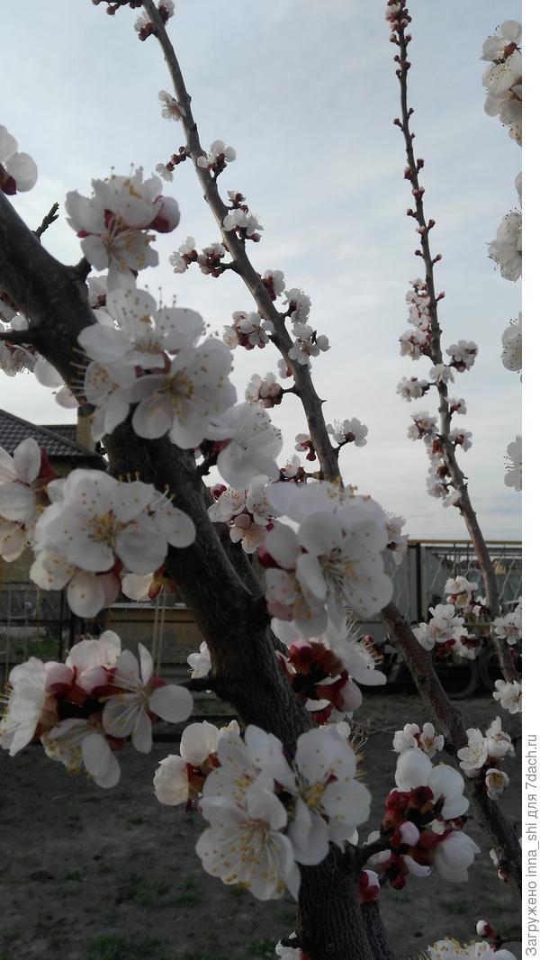 Абрикос в цвету