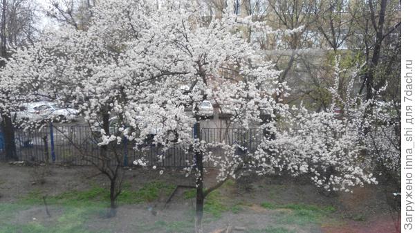 Абрикос цветет - это вид из окна на работе...