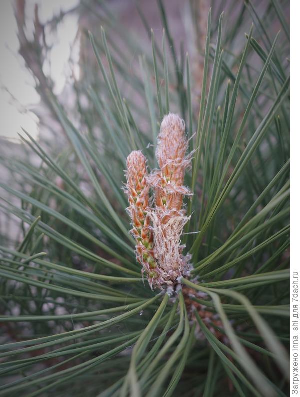 Новая свечка старой сосны