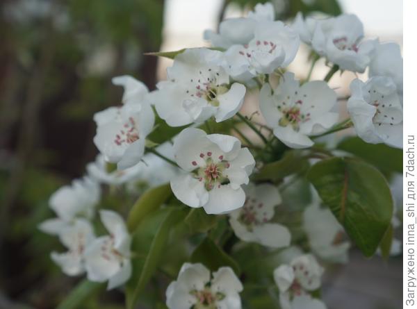 Груша цветет