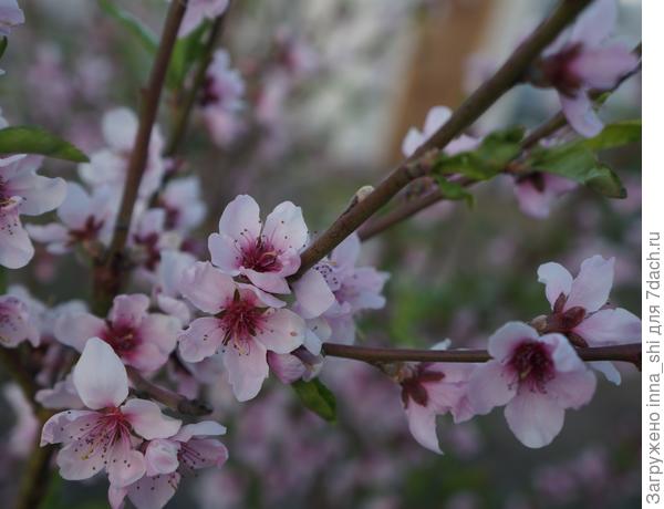 Южный персик