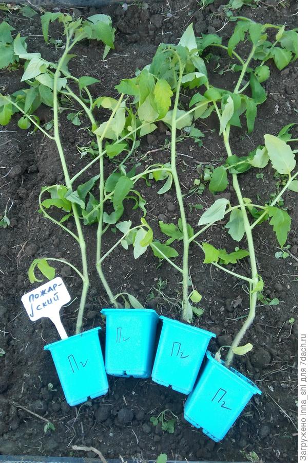 Такие высокие, что уже не стоят...