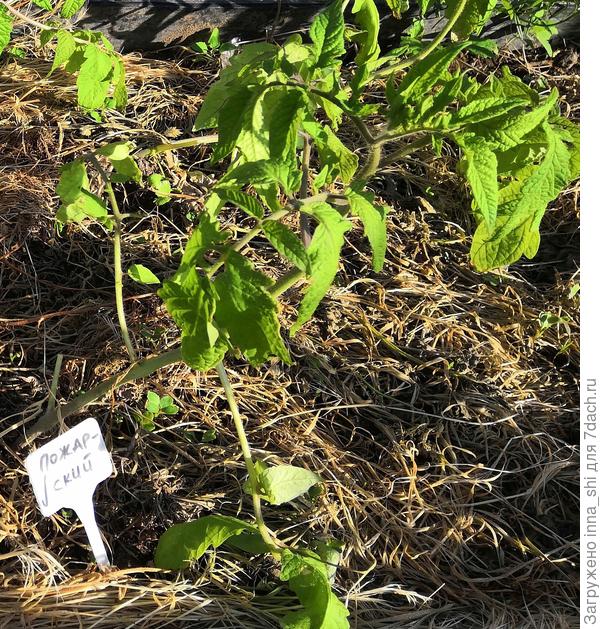 18 мая. Красавцы!