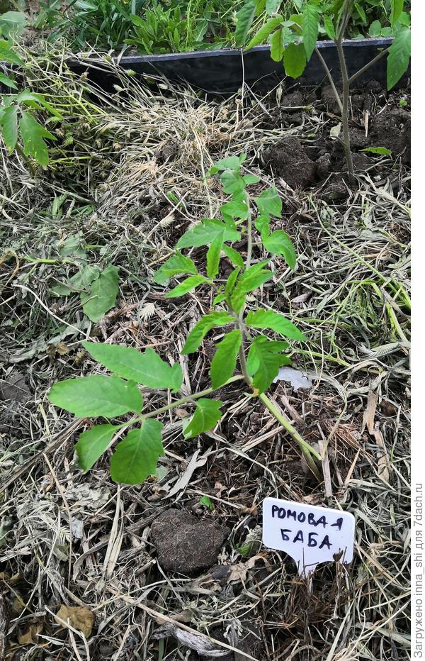 Переехали на ПМЖ в ОГ