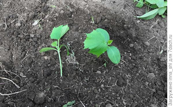 Жертва моих кривых рук