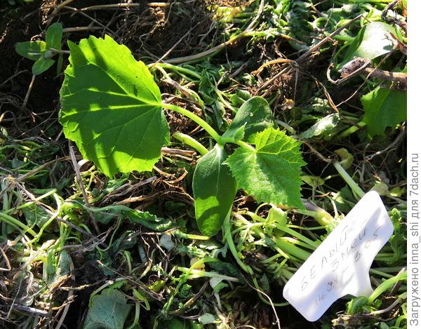 Белый змей на второй день после посадки