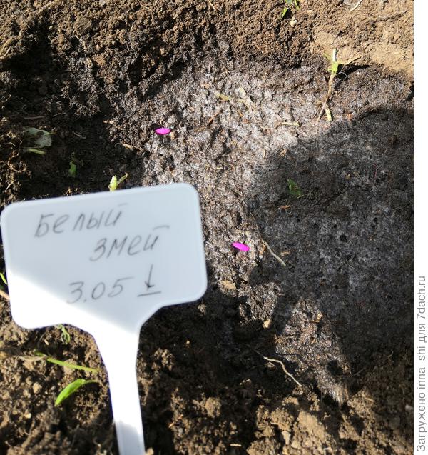 Семена уже лежат в лунке, предварительно пролитой водой